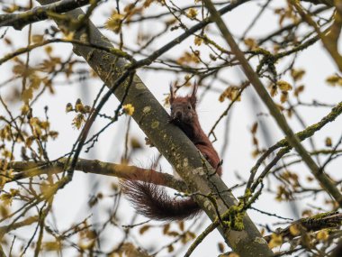 Kırmızı sincap bir dala tutunur ve kameraya bakar.