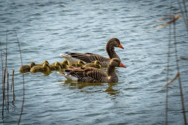 Серая Гусиная Семья Свежевылупившимися Цыплятами Плавающими Озеру — стоковое фото