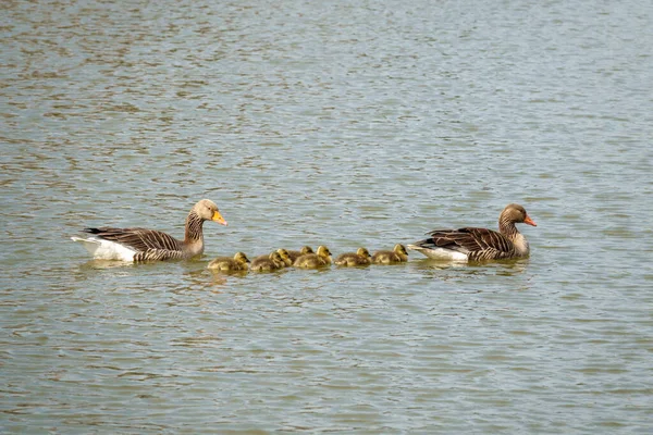 Greylag Goose Family Freshly Hatched Chicks Swimming Lake — Zdjęcie stockowe