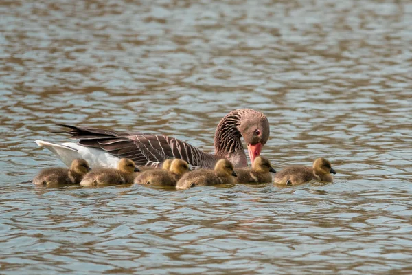 Greylag Goose Family Freshly Hatched Chicks Swimming Lake — Fotografia de Stock