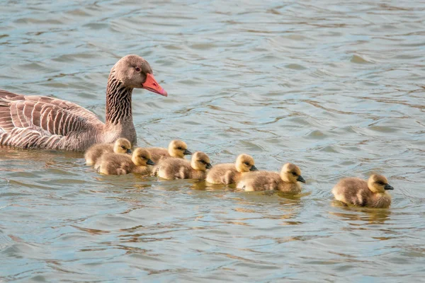 Una Familia Gansos Con Sus Polluelos Recién Nacidos Nadando Lago —  Fotos de Stock