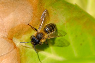 Yeşil yapraklı bir arı makro görüntüsü.