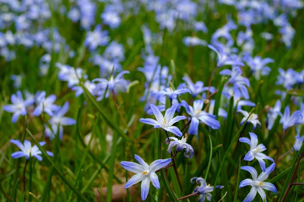 Grande Canteiro Flores Com Jacinto Estrela Azul — Fotografia de Stock