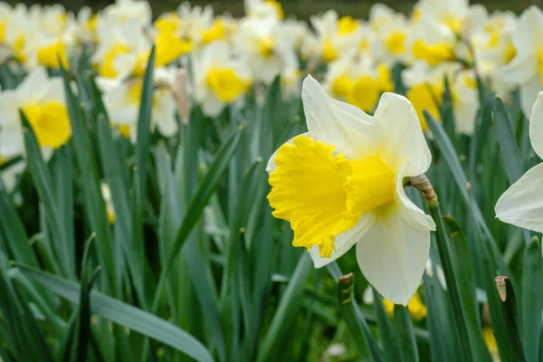 Gran Cama Flores Con Narcisos Amarillos —  Fotos de Stock