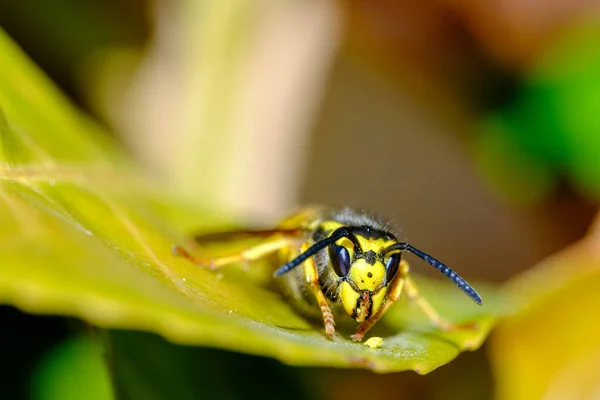 绿叶上的黄蜂的宏观图片 — 图库照片