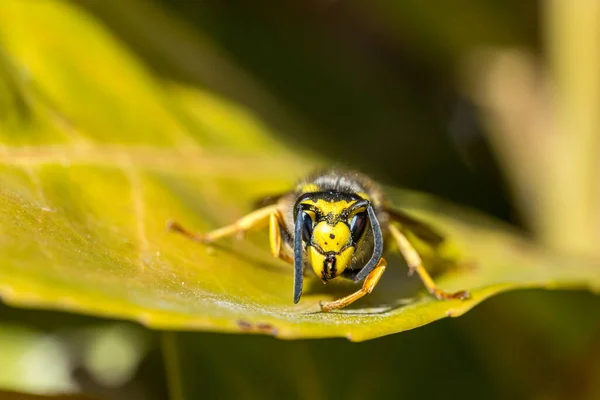 Makroaufnahme Einer Wespe Auf Einem Grünen Blatt — Stockfoto