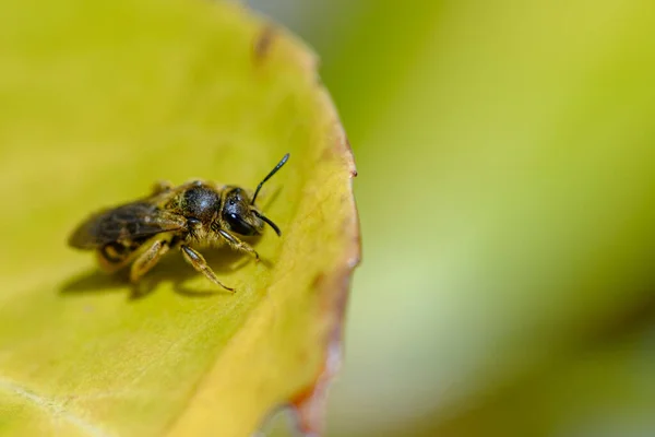 Makroaufnahme Einer Biene Auf Einem Grünen Blatt — Stockfoto