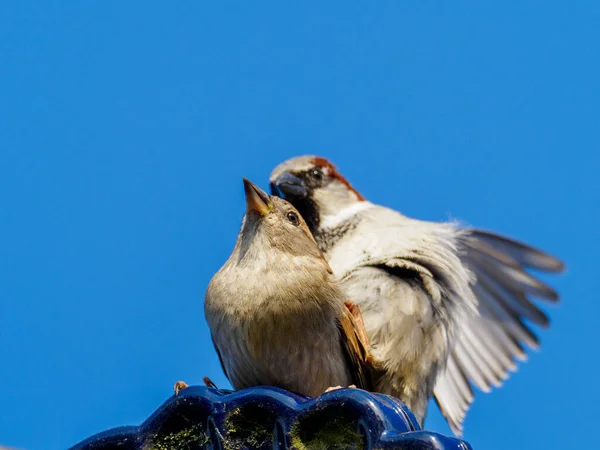 Deux Moineaux Copulent Sur Toit Ciel Est Bleu — Photo