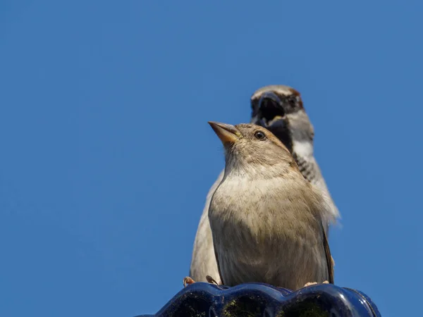 Two Sparrows Copulate Roof Sky Blue — Stock Photo, Image