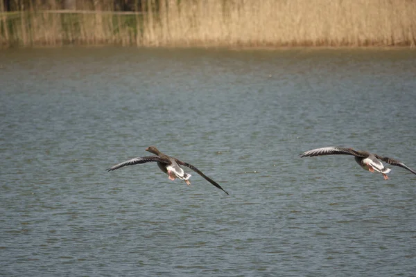 Două Gâște Gri Teren Aripi Întinse Lac — Fotografie, imagine de stoc