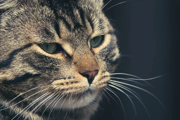 Een Portret Foto Van Een Grijze Tabby Huiskat — Stockfoto