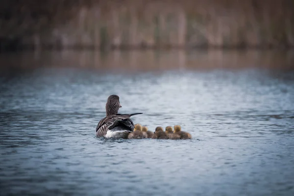 Семья Гусей Плавает Своими Детьми Озере — стоковое фото