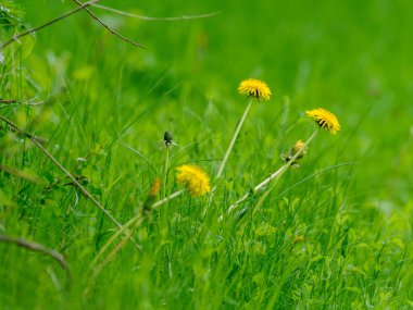 Sarı çiçekli karahindiba bitkileri çayırda duruyor.