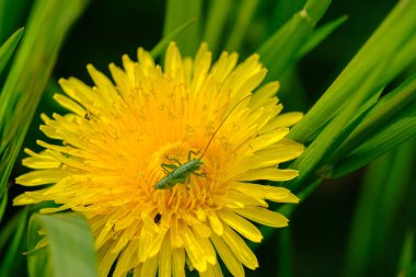 Küçük yeşil bir çekirge sarı bir karahindiba çiçeğinin üzerinde oturur.