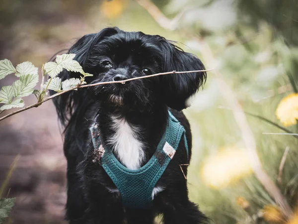一只可爱的黑色布隆卡小狗好奇地在大自然中穿梭 — 图库照片