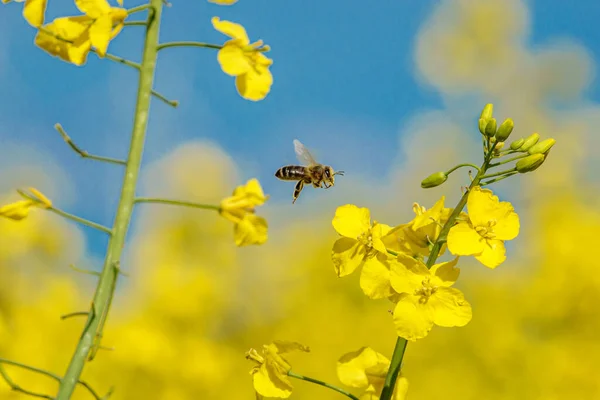 蜜蜂在黄色的菜籽花中采蜜 — 图库照片