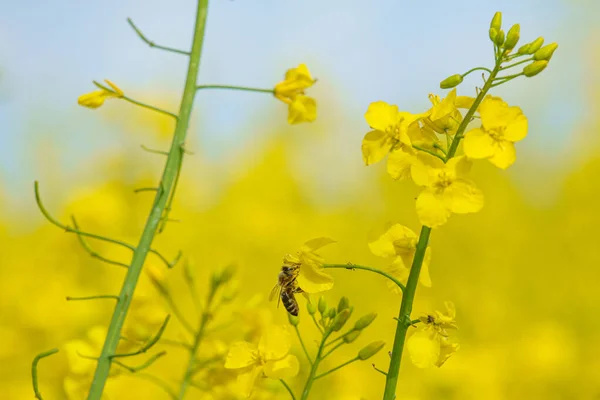 Uma Abelha Coleta Néctar Nas Flores Amarelas Colza — Fotografia de Stock