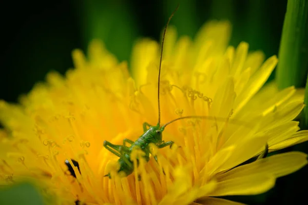 Small Green Grasshopper Sits Yellow Dandelion Flower — Stock Photo, Image