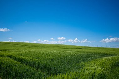 Mayıs ayında yeşil bir mısır tarlası ve mavi gökyüzü neredeyse bulutsuz.