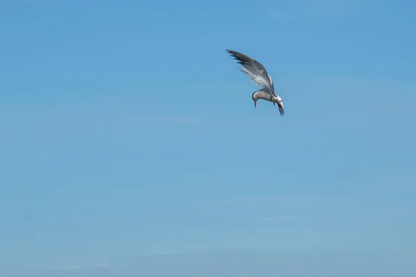 Beyaz Bir Deniz Feneri Avını Aramak Için Suyun Üzerinde Uçuyor — Stok fotoğraf