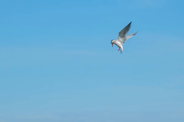 Charrán Blanco Vuela Cerca Del Agua Busca Presas — Foto de Stock