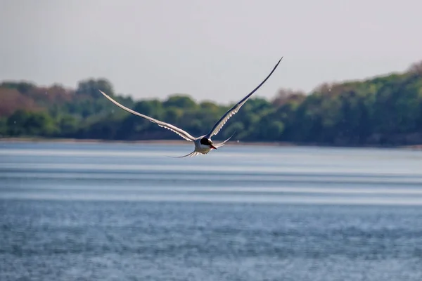 White Tern Flies Close Water Search Prey — Stock Photo, Image