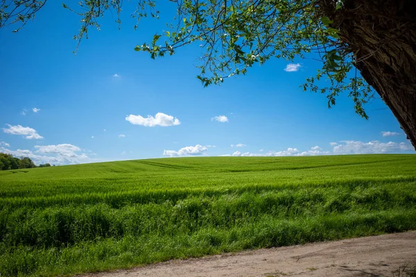 Ένα Πράσινο Χωράφι Καλαμποκιού Τον Μάιο Και Γαλανός Ουρανός Είναι — Φωτογραφία Αρχείου