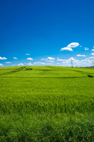 Zelené Kukuřičné Pole Květnu Modrá Obloha Téměř Bez Mráčku — Stock fotografie