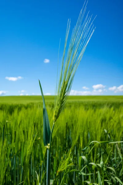 Зеленое Кукурузное Поле Мае Голубое Небо Почти Безоблачно — стоковое фото