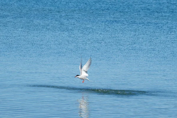 Ένα Λευκό Πτερύγιο Πετάει Κοντά Πάνω Από Νερό Αναζήτηση Θηράματος — Φωτογραφία Αρχείου