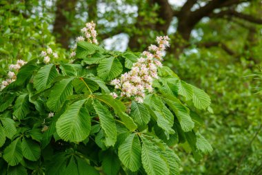 Haziran 'da bir kestane ağacında bir sürü büyük beyaz çiçek vardır.