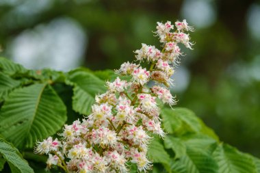 Haziran 'da bir kestane ağacında bir sürü büyük beyaz çiçek vardır.