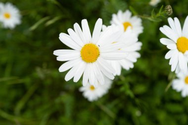 Yeşil bir çayırda bir sürü beyaz büyücü var. 