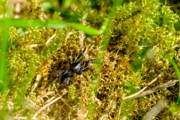 Una Pequeña Araña Negra Arrastra Sobre Musgo Verde —  Fotos de Stock