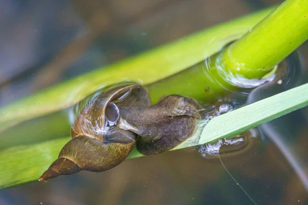 Caracol Agua Arrastra Largo Una Caña Bajo Agua — Foto de Stock