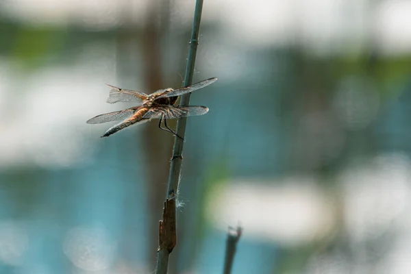 Une Grosse Libellule Avec Une Aile Cassée Est Accrochée Roseau — Photo