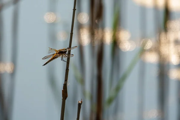 Big Dragonfly Broken Wing Hangs Reed — Stock Photo, Image