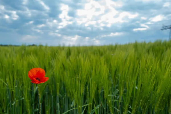 Зеленом Кукурузном Поле Стоит Яркий Цветок Мака — стоковое фото