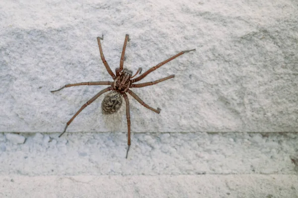 一只大角蜘蛛爬过一道白宫的墙 — 图库照片