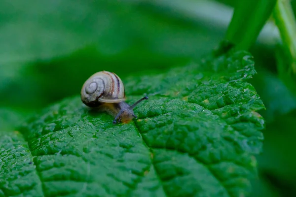 Escargot Ruban Bosquet Rampant Sur Une Grande Feuille Verte — Photo