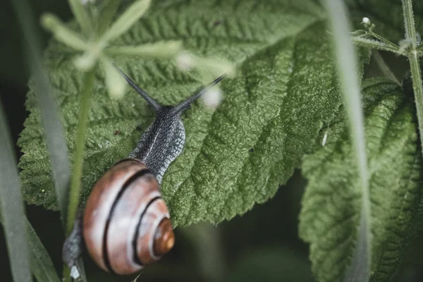 大きな緑の葉の上にリボンカタツムリが這っています — ストック写真