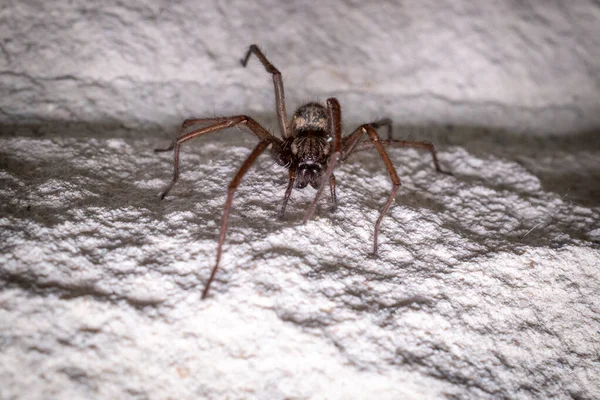 一只大角蜘蛛爬过一道白宫的墙 — 图库照片
