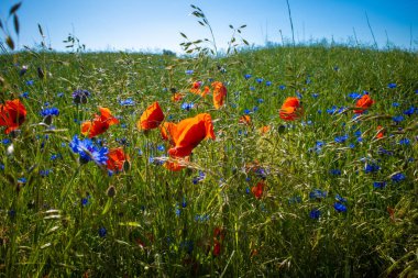 Mavi çiçek ve kırmızı gelincikler yeşil çayırda yan yana durur.