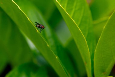 Yeşil bir yaprağın üzerinde oturan sineğin yakın çekimi.