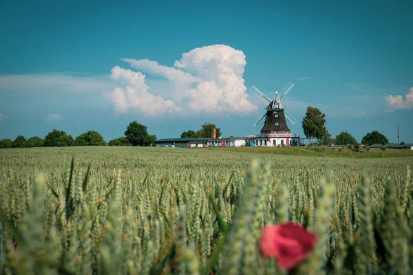 Een Oude Windmolen Staat Achter Een Graanveld Mecklenburg Lucht Blauw — Stockfoto