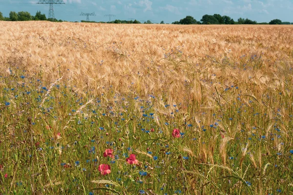 蓝色的玉米花和红色的罂粟紧靠着褐色的麦田 — 图库照片