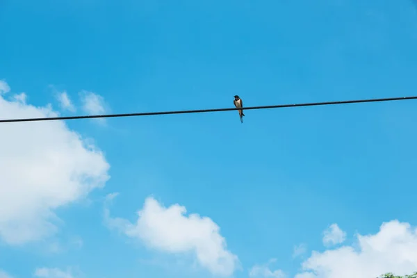 Tek Bir Kırlangıç Telefon Hattında Oturuyor Gökyüzü Mavi — Stok fotoğraf