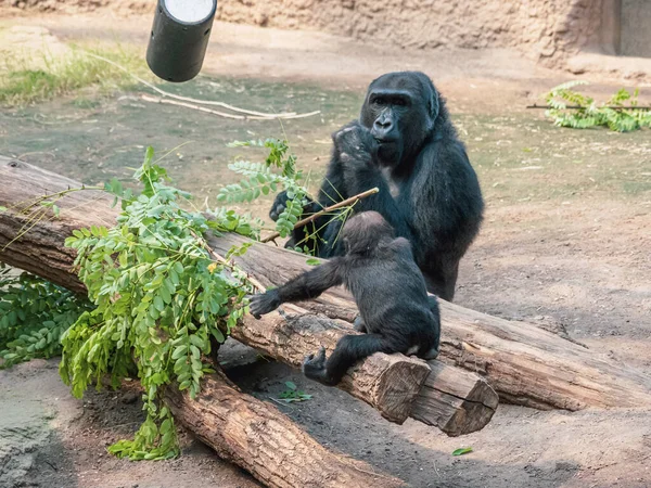 Een Gorilla Moeder Zit Samen Met Haar Welp Eet Een — Stockfoto