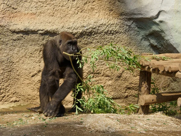 Gorila Camina Alrededor Zoológico Con Una Ramita Boca — Foto de Stock
