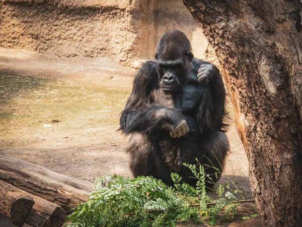 Een Oude Gorilla Zittend Voor Een Groene Tak Een Dierentuin — Stockfoto
